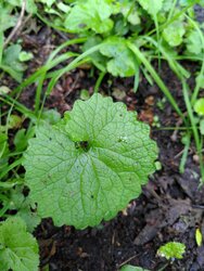 Look-zonder-look als blad